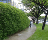 Flex MSE vegetated wall system reprofiles retail land - on this page