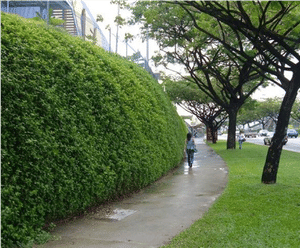 Flex MSE vegetated wall system reprofiles retail land