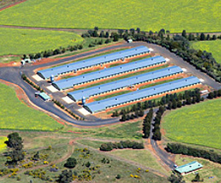 Bio-Oxygen in Chicken Processing - Odour & Sterilisation