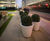 Whitecity Plant Pot - concrete outdoor planter for commercial spaces 5
