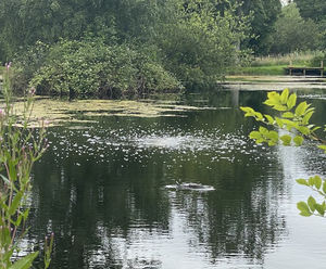 Diffused aeration system for Mill Brae Fishery, Scotland