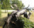 Animal Sculpture 0