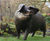 Animal Sculpture 4