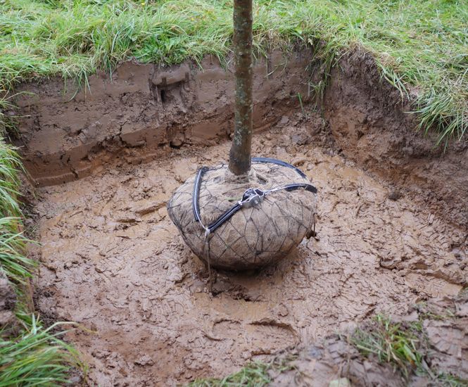 Tree Anchors Greentech Specifier