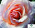 Rose varieties 1