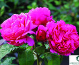 Rose varieties - on this page