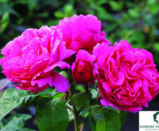 Rose varieties