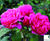 Rose varieties 0