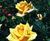 Rose varieties 2