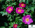 Rose varieties 3