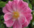 Rose varieties 5