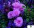 Rose varieties 6