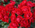 Rose varieties 7