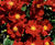 Rose varieties 8
