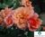 Rose varieties 9