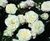 Rose varieties 10