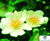 Rose varieties 11
