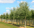 Deciduous trees and shrubs 4