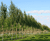 Deciduous trees and shrubs 3