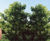 Deciduous trees and shrubs 10