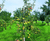 Semi-mature fruit trees 7