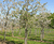 Semi-mature fruit trees 4