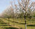 Semi-mature fruit trees 5