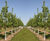 Semi-mature fruit trees 8