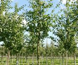 Semi-mature fruit trees - on this page