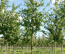 Semi-mature fruit trees