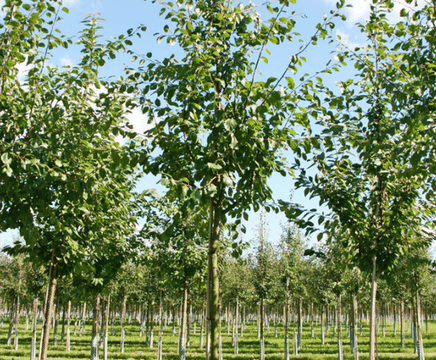 Semi-mature fruit trees