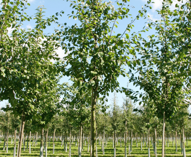 Semi-mature fruit trees