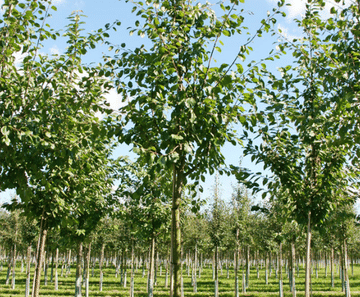 Semi-mature fruit trees