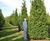 Conifers 1