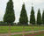 Conifers 2