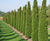 Conifers 3