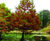 Conifers 5