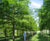 Conifers 4