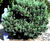 Conifers 6