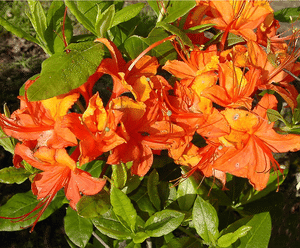 Rhododendrons