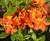 Rhododendrons 0