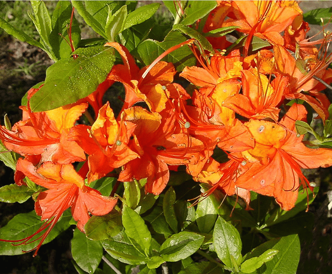 Rhododendrons