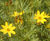 Perennial plants 10