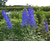 Perennial plants 3
