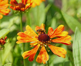 Perennial plants - on this page