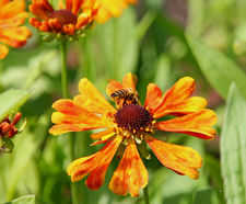 Perennial plants