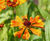 Perennial plants 0