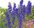 Perennial plants 11