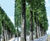 Trees, Canary Wharf 1