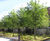 Angel Field garden, Liverpool Hope University 1